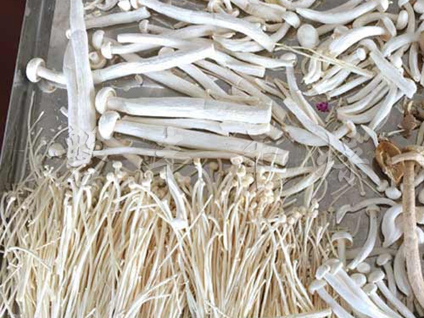 金針菇茶樹菇凍干