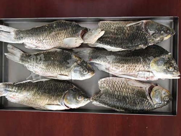 鯽魚凍干